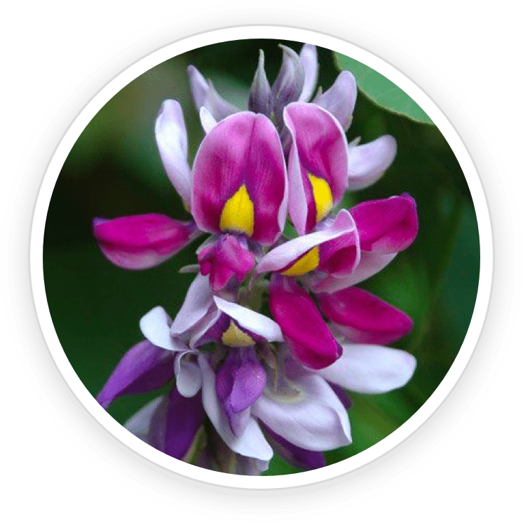 Kudzu Flower Extract